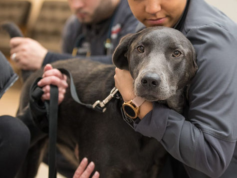 A black dog on a leash is held by a veterinarian in a hospital