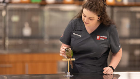 A bird on a perch is pet by a vet at VEG ER for Pets