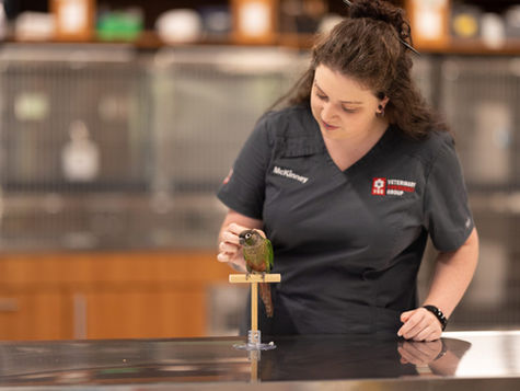 A bird on a perch is pet by a vet at VEG ER for Pets