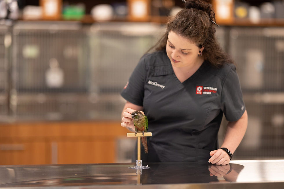 A small bird sits on a wooden perch in a veterinary hospital as a vet employee pets its back. 