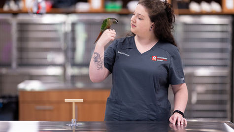 A parrot sits on the hand of a veterinarian in a vet hospital