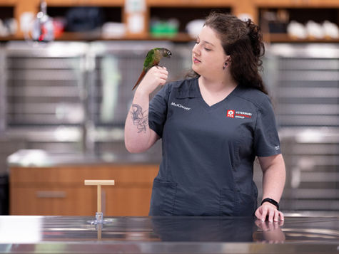 A parrot sits on the hand of a veterinarian in a vet hospital