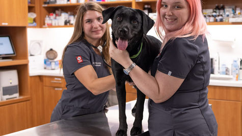 A black dog is examined up on a vet table by two smiling vet employees. 