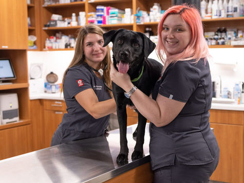 A black dog is examined up on a vet table by two smiling vet employees. 