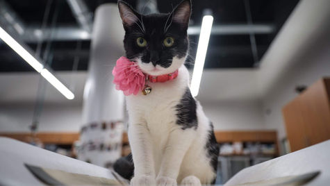 10 Common Pet Emergencies in Anaheim, CA