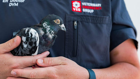 A bird found at the bottom of its birdcage is held by a vet at VEG ER for Pets.