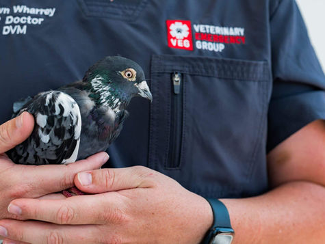A bird found at the bottom of its birdcage is held by a vet at VEG ER for Pets.
