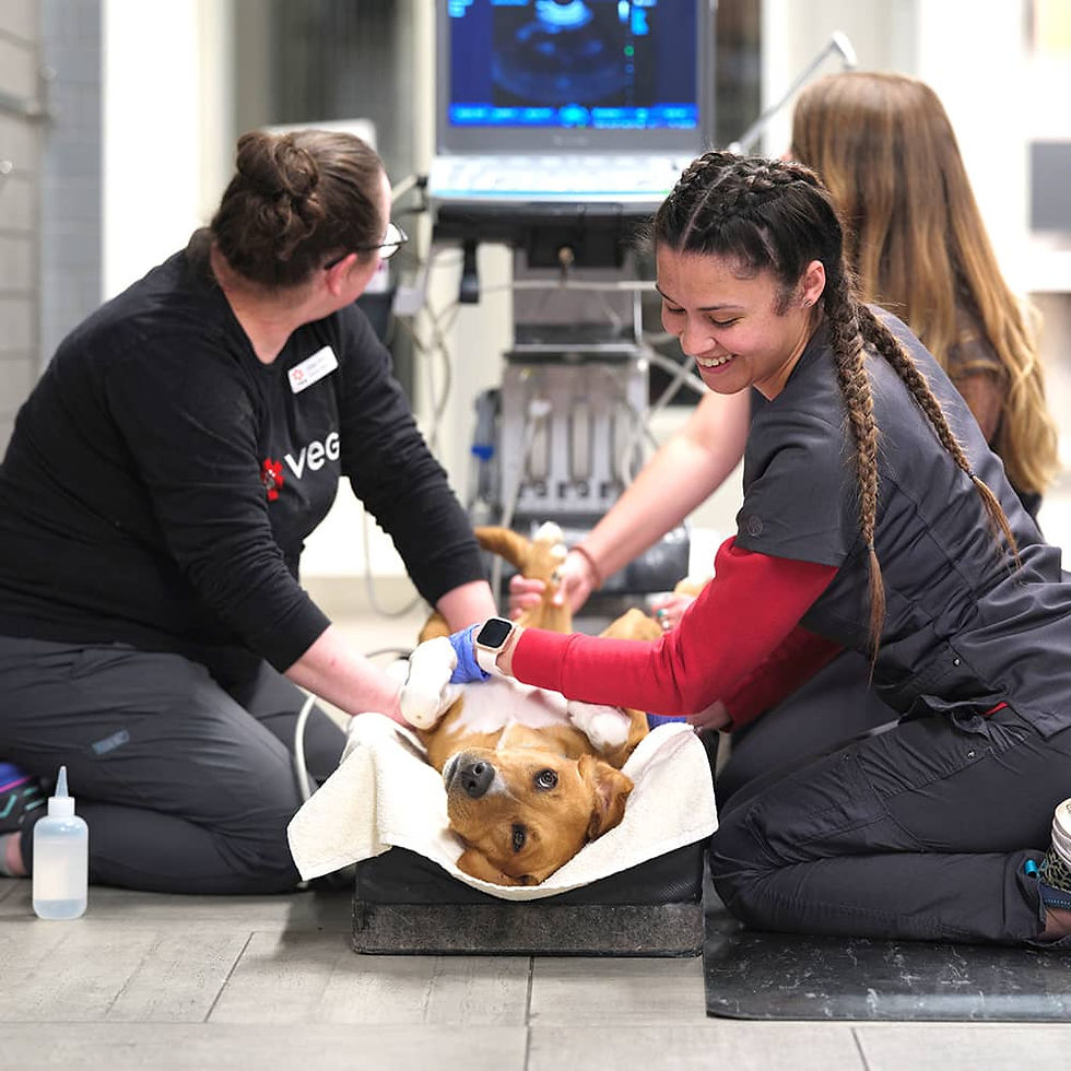 VEG doctors and radiologists performing an ultrasound on a dog