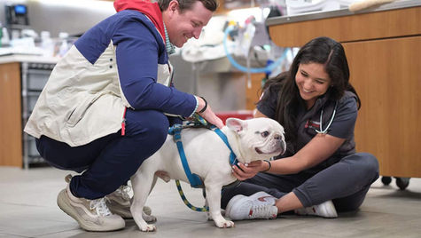 A small Pug dog is examined by a VEG vet as the dog's owner looks on.