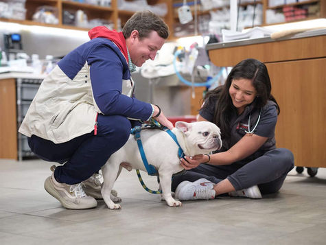 A doctor wearing scrubs sitting on the ground and examining a white dog.