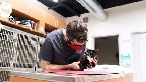 A vet treats a black and white cat at VEG ER for Pets.