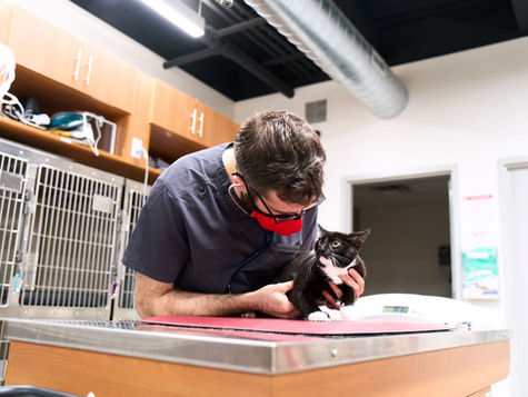 A vet treats a black and white cat at VEG ER for Pets.