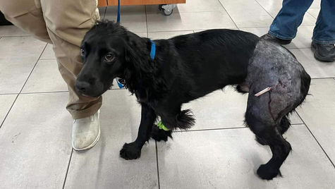 A black dog with a branch in its leg is at the vet hospital.