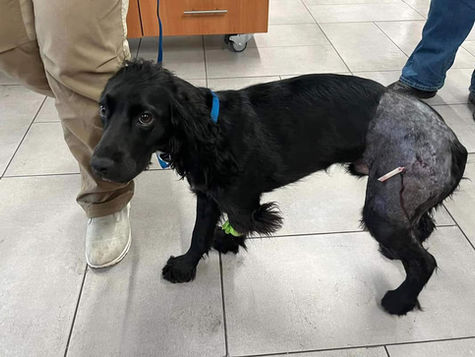 A black dog with a branch in its leg is at the vet hospital.