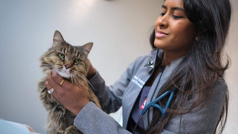 VEG veterinarian comforts cat