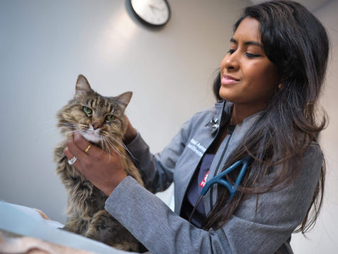A vet carefully holds a cat at VEG ER for Pets
