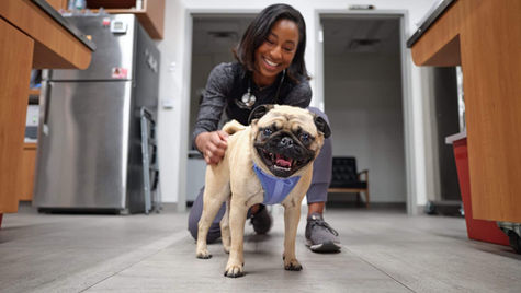 10 Common Pet Emergencies in Lynnwood, WA