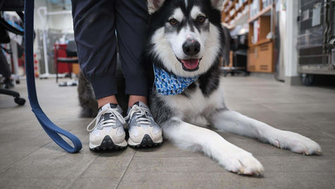 My Dog Ate Weed: Marijuana Toxicity Signs & Symptoms