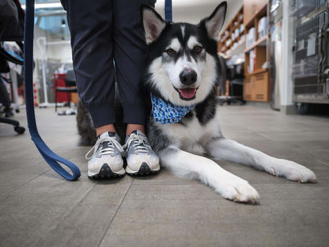 A Husky dog that vomited blood sits on the floor of a veterinary emergency hospital. 