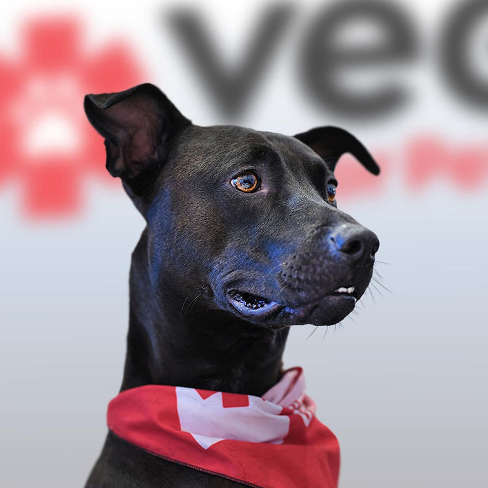 Black fur dog with red and white bandana at VEG ER for Pets.