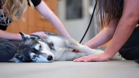 Husky puppy with parvo is laying on its side while veterinarian staff provides care