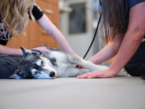 Husky puppy with parvo is laying on its side while veterinarian staff provides care