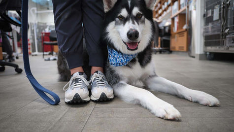 Summer Sports with Your Dog: Playing it Safe