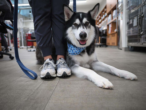 Summer Sports with Your Dog: Playing it Safe