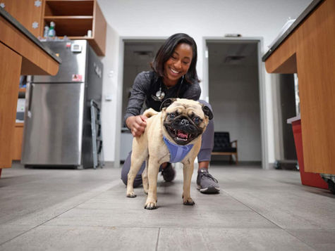 A dog with arthritis is examined by a smiling veterinarian at VEG ER for Pets vet hospital.