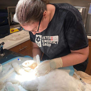 Image of a vet tech on the job