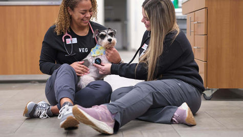 A dog with excessive sneezing is see by two vets siting on the floor