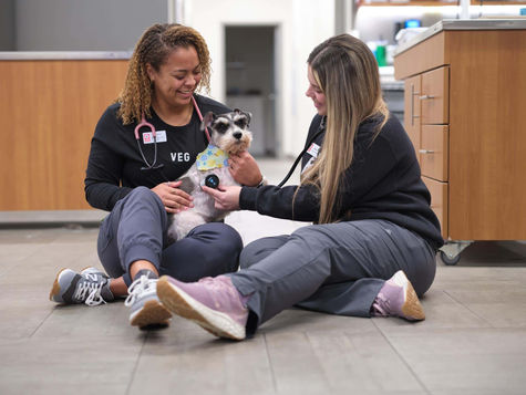 A small dog is examined by two veterinarians sitting on the floor after the dog ate a bee
