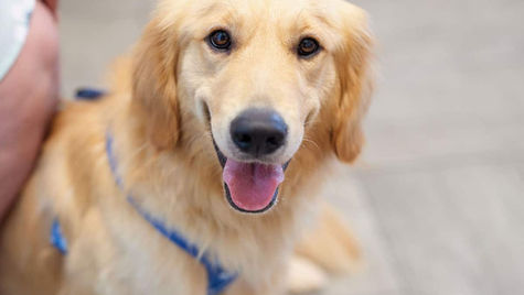 A dog with a blue leash sits on the floor at VEG ER for Pets.