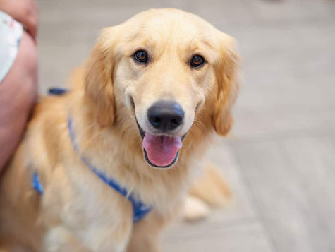 A large golden dog sits on the floor panting
