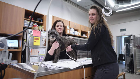 A gray dog stands on a table at VEG ER for Pets as a vet examines it. 