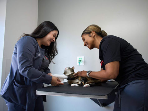A vet tends to a cat at VEG ER for Pets as the pet's parent pets the kitten.