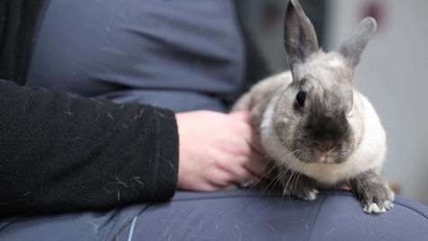 A rabbit is brought into VEG ER for Pets for not eating. 