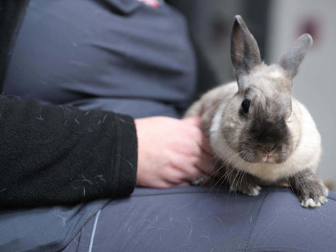 A gray rabbit sits on a vet's lap.