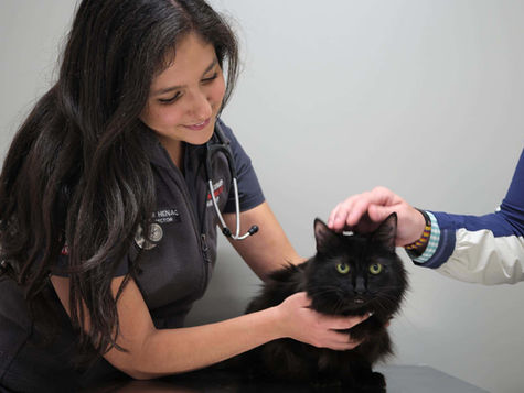 A black lethargic cat is pet by its owner and treated by a smiling veterinarian