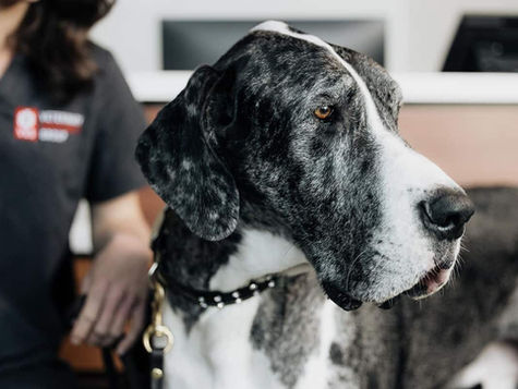 A black and white dog with leptospirosis sits in the vet hospital
