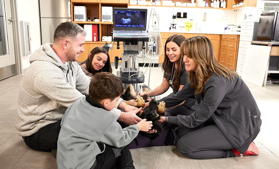 A dog in labor is held by her owners as a vet team at VEG helps the delivery.