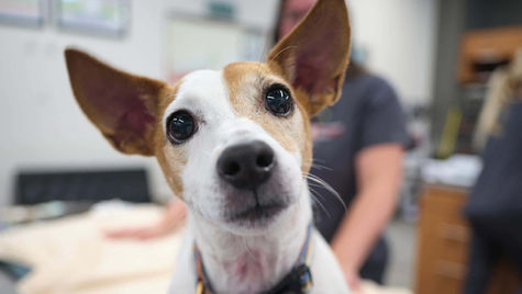 Dilated Pupils in Dogs: When is it Something to Worry About?