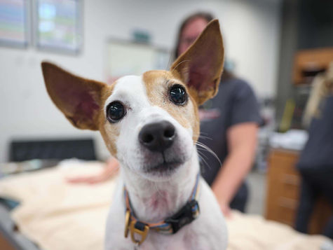 Dilated Pupils in Dogs: When is it Something to Worry About?