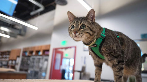 A tabby cat with a UTI sits on a table at VEG ER for Pets vet hospital.