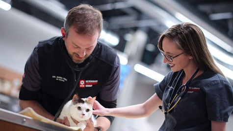 The fur of a white cat with black ears is being pet by a veterinarian while another vet examines the cat.