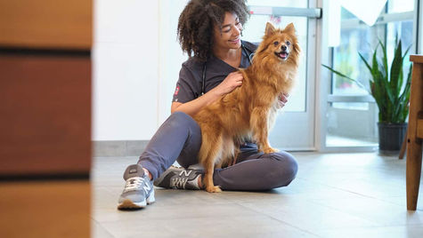 Bloat in Dogs: What Pet Parents Need to Know