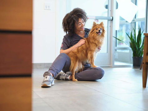 Bloat in Dogs: What Pet Parents Need to Know