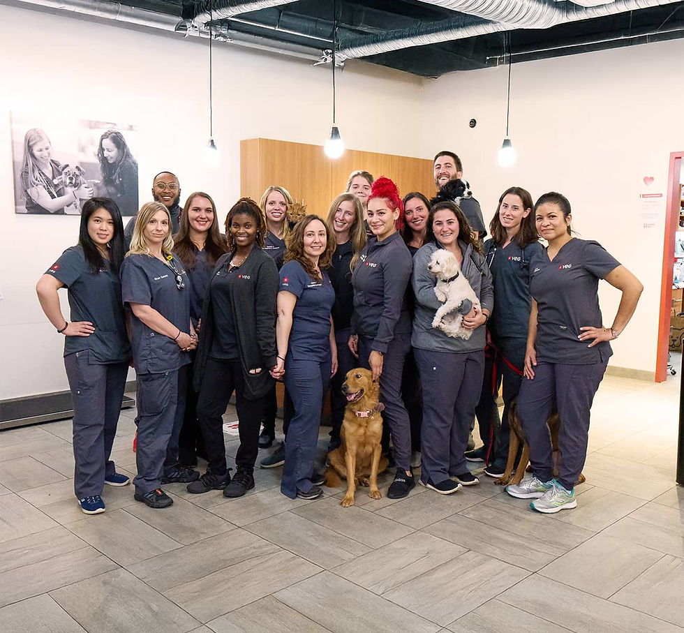 a group of doctors standing together smiling to camera with various dogs on the ground or being held