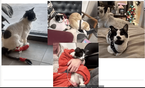 VEG ER for pets.png