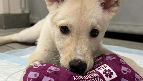 A white puppy who ate ibuprofen chews on a toy bone at VEG ER for Pets hospital